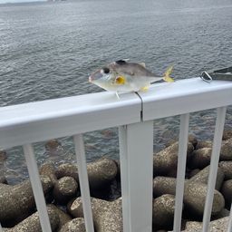 ギマ
