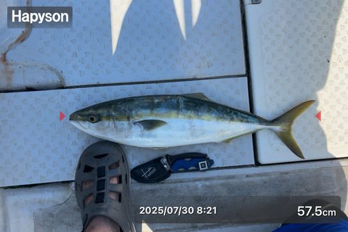 ハマチの釣果