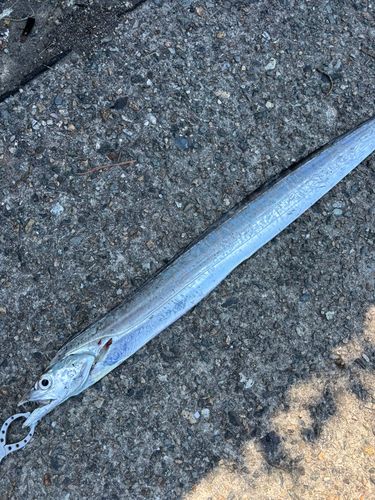 タチウオの釣果
