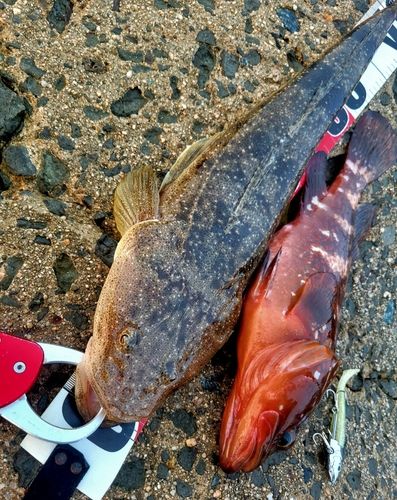 キジハタの釣果