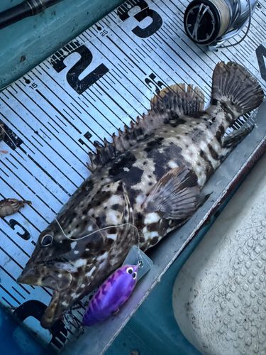 ヤイトハタの釣果