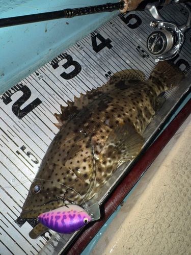 ヤイトハタの釣果