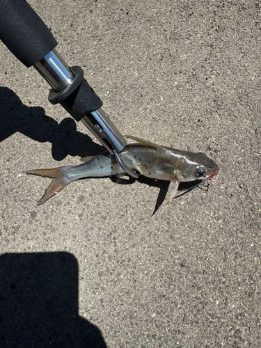 アメリカナマズの釣果