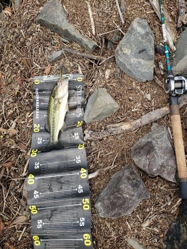 ブラックバスの釣果