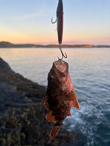 カサゴの釣果