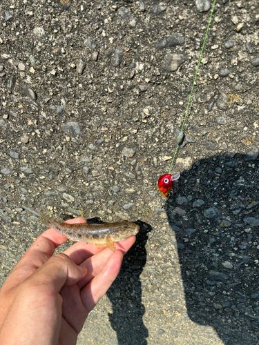 ハゼの釣果