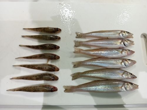 キスの釣果