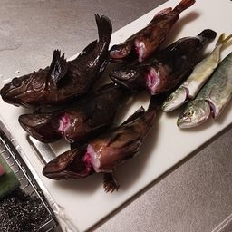 カサゴ
