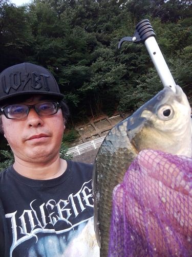 ヘラブナの釣果