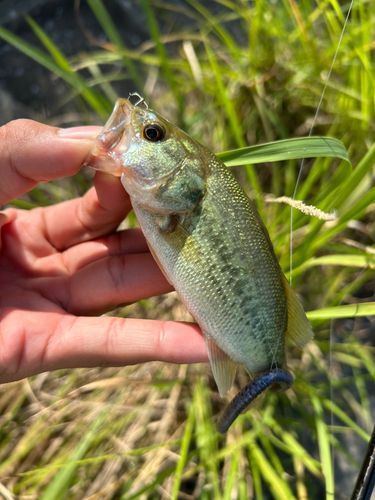 ブラックバスの釣果