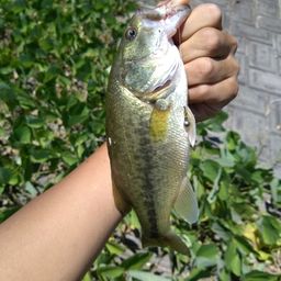 ラージマウスバス