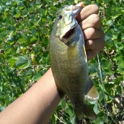 スモールマウスバス