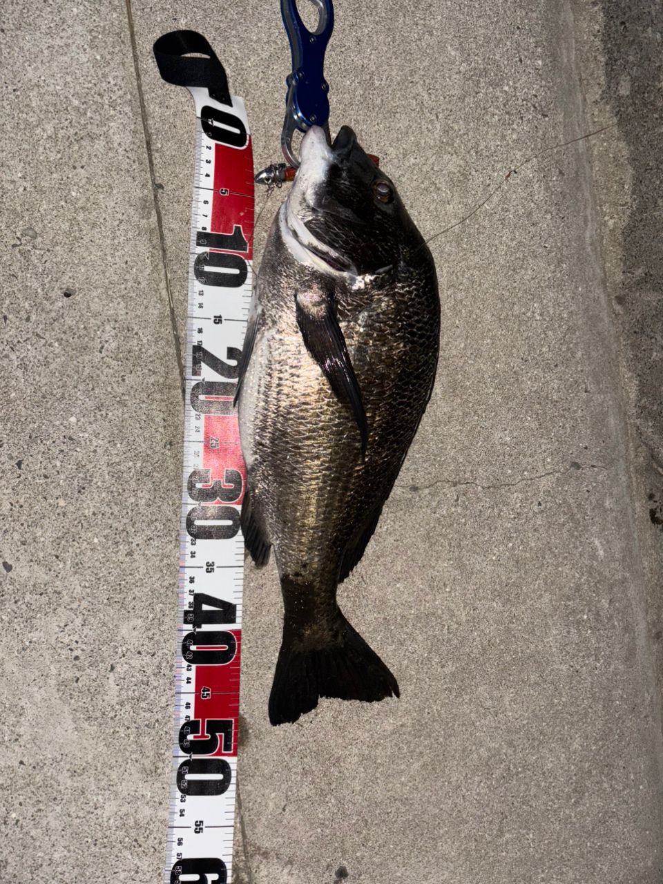 DAIWA ルアーニスト 96MH ダイワのルアーニスト96MHのインプレ集 | 海釣り勇者ブログ