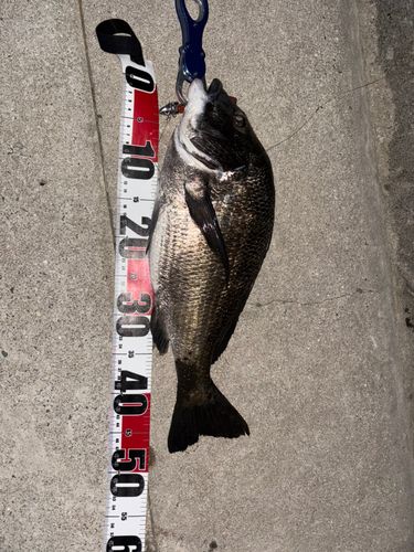 チヌの釣果