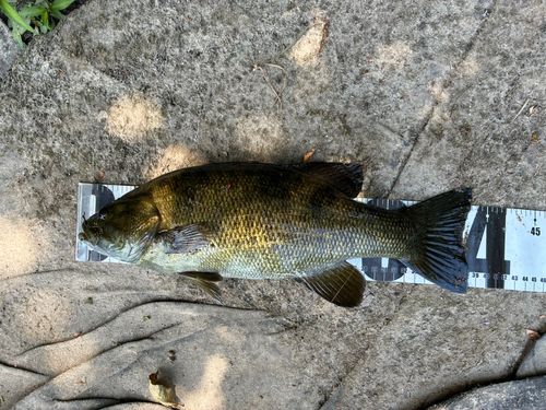 スモールマウスバスの釣果