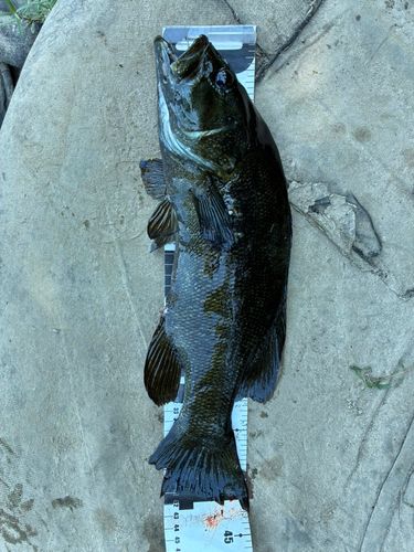 スモールマウスバスの釣果