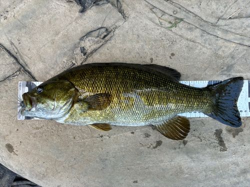 スモールマウスバスの釣果