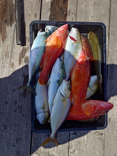 ゴマサバの釣果