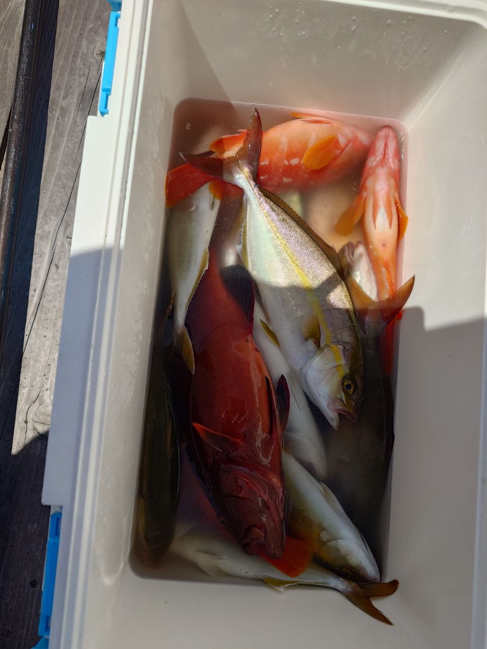 turizuki53さんの釣果 2枚目の画像