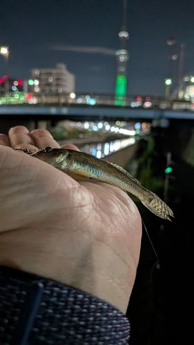 マハゼの釣果