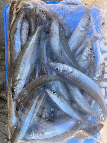 キスの釣果