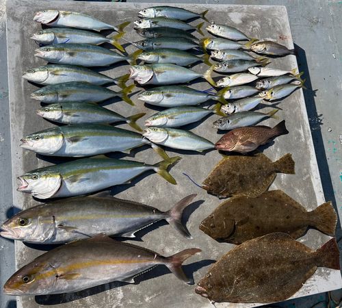 カンパチの釣果