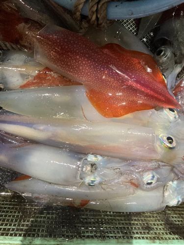 ケンサキイカの釣果