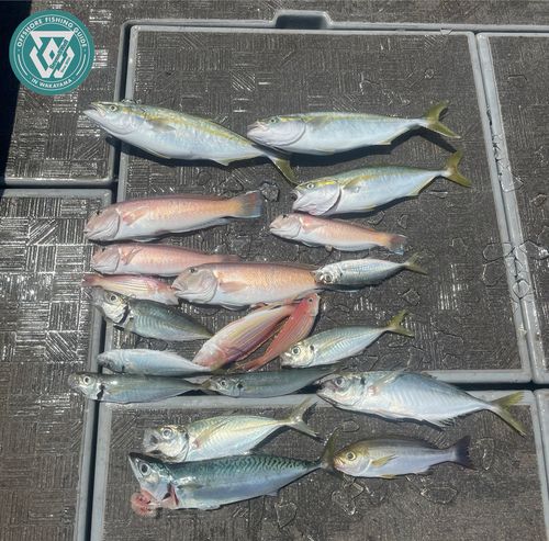 ブリの釣果