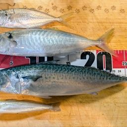 アジ