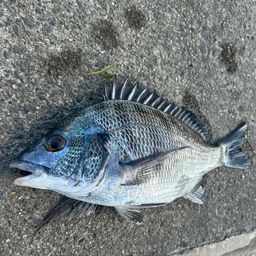 クロダイ