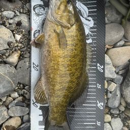 スモールマウスバス