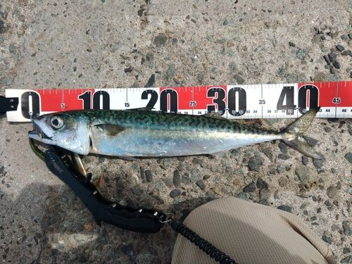 サバの釣果