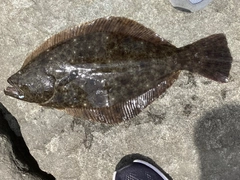 ヒラメの釣果