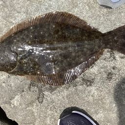ヒラメ