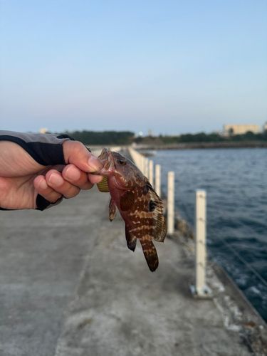 キジハタの釣果