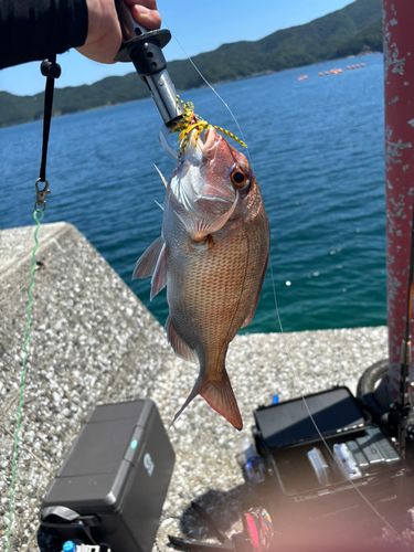 マダイの釣果