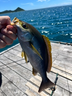 イサキの釣果