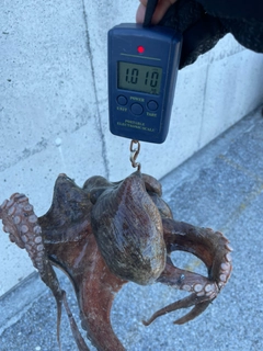 タコの釣果