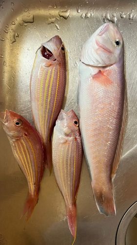 シロアマダイの釣果