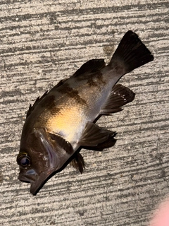 メバルの釣果