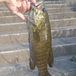 スモールマウスバス