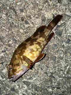 カサゴの釣果