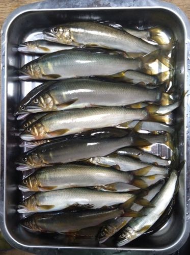 アユの釣果