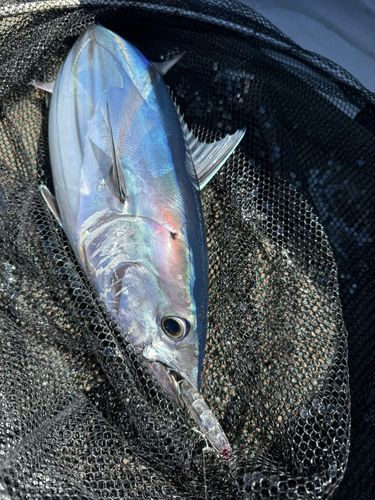 カツオの釣果