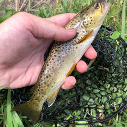 ブラウントラウト