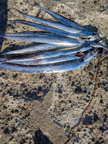 タチウオの釣果