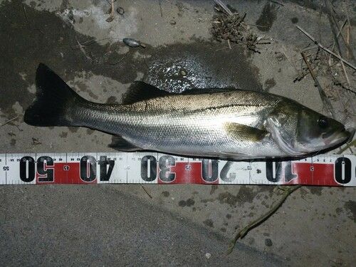 フッコ（ヒラスズキ）の釣果