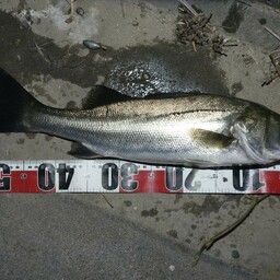 フッコ（ヒラスズキ）