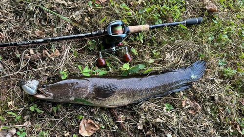 ライギョの釣果