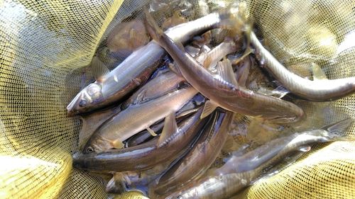 アユの釣果